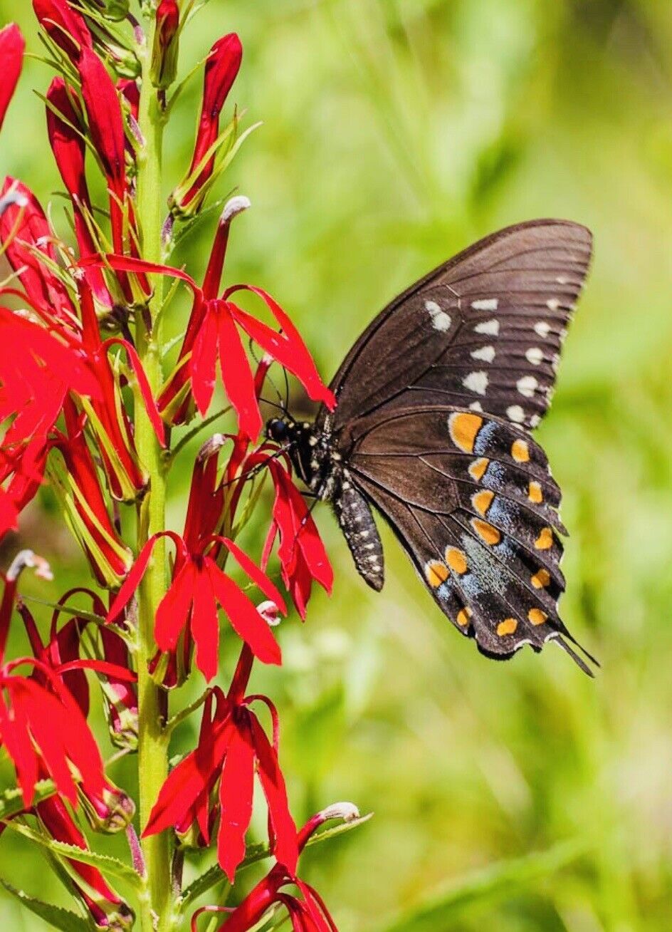 Cardinal Flower Seeds Fresh Harvest New Fresh  - $3.98