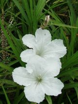 5 White Mexican Petunia~Ruellia Brittoniana Perennial Well Rooted Plug Size - £27.51 GBP