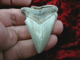 (s260-20) 2-1/4&quot; Fossil MEGALODON Shark Tooth Teeth JEWELRY Meg sharks specimen - £50.81 GBP