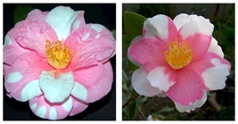 SHIBORI-EGAO Bicolor Bloom Camellia Japonica Live Starter Plant - £43.22 GBP