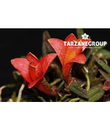 DENDROBIUM CUTHBERTSONII ‘RED’ MINIATURE ORCHID XXL MOUNTED - $159.00