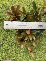 3 Chiquita Linda Pups Miniature Bromeliad collection . Super Mini. Pls R... - $565.38 MXN