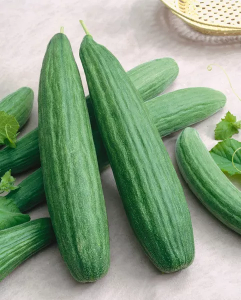 Fresh Seeds Cucumber Armenian Dark Green Great Vegetable 50 Seeds - £9.10 GBP