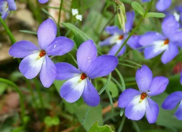 US Seller Viola Pedata Birds Or Crow Foot Violet Mountain Pansy 5 Seeds - £21.57 GBP