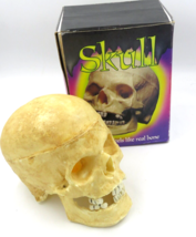 Vintage Fake Skull Scary Missing Teeth 8 inch Skull Feels Real - £19.74 GBP