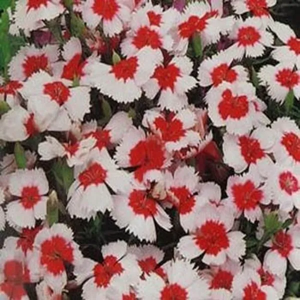 Dianthus Merry Go Round 50 Fresh Seeds - £10.71 GBP