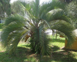 5 Pc Seeds Jelly Palm Tree Plant, Butia odoratus Seeds for Planting | RK - $18.90