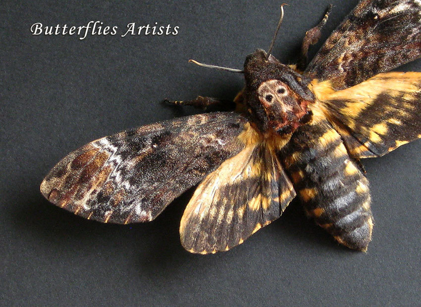 Real Death&#39;s Head Moth Acherontia Lachesis XL Framed Entomology Shadowbox - $109.99