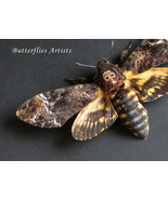 Real Death&#39;s Head Moth Acherontia Lachesis XL Framed Entomology Shadowbox - $109.99