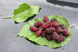 White Mulberry Tree 25 - 400 Seeds (Morus Alba) Sweet Edible fruit शहतूत... - $1.97+