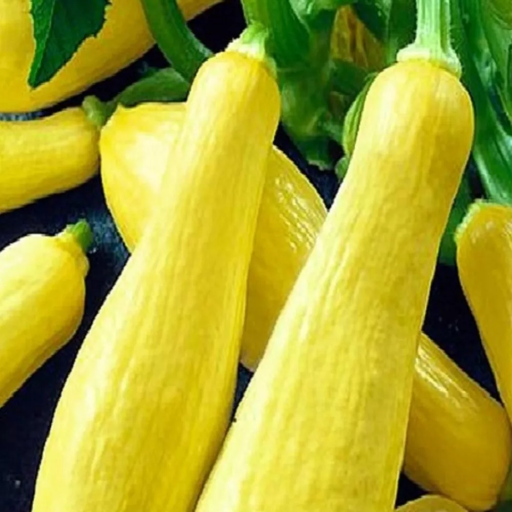 BStore 20 Straightneck Squash Non-Gmo Squash Fresh Heirloom Seeds Starte... - $9.36