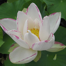 GGL Nelumbo Nucifera ‘Empress’ Lotus Seeds 5PCS - $5.68