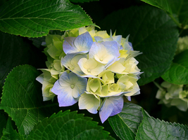 Item image 15