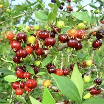 FROM US Live Fruit Tree 12”-24” Eugenia uniflora (Pitanga Surinam cherry) TP15 - £52.46 GBP