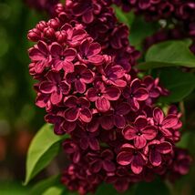 25 Red Lilac Fragrant Perennial Flower Tree Seeds - $13.95