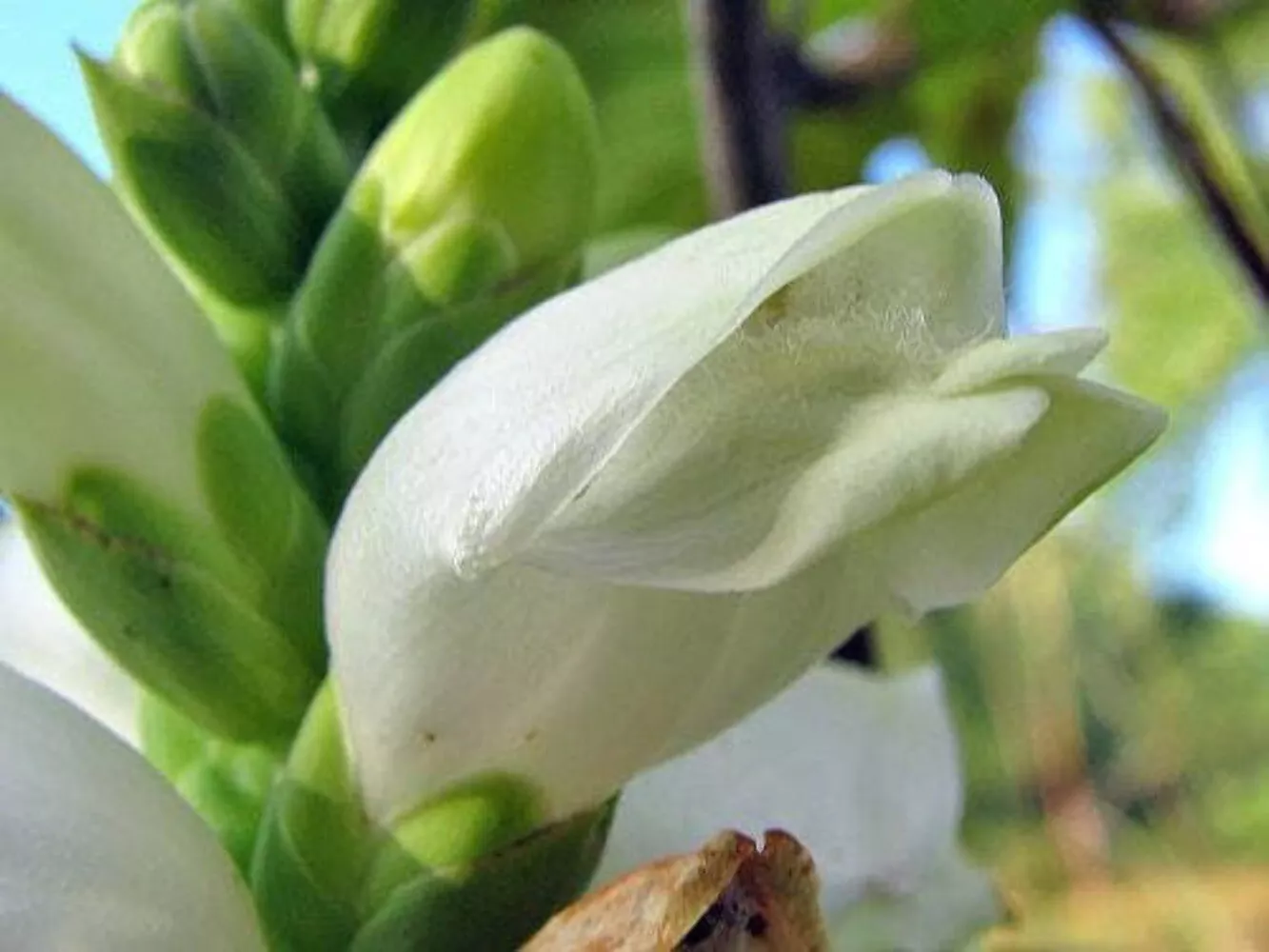50 WHITE TURTLEHEAD Chelone Glabra Flower Seeds - $14.56