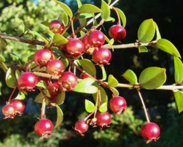 10 Pc Seeds Chilean Guava Fruit Plant, Ugni molinae Seeds for Planting | RK - £26.92 GBP