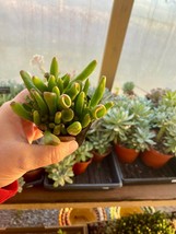 Succulent Ogre Ear Crassula ovata Gollum Jade 2.5” Pot Live Plant - £6.19 GBP
