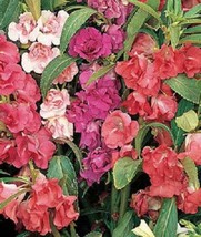 Guashi Store 100 Seeds Impatiens Balsamina (Balsam Lady Slipper Touch Me Not) Fl - £7.86 GBP