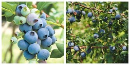 USA Seller 2 Bluecrop Northern Highbush Blueberry - 2 Year Old Plants - £63.86 GBP