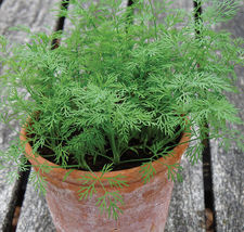 200 Seeds Bouquet Dill Fresh Garden Herb USA - £7.69 GBP