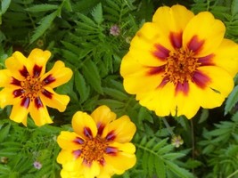 Fresh Garden French Marigold Dainty Marietta Seeds, Butterflies &amp; Hummingbirds,  - £6.83 GBP