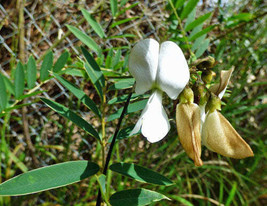 THJAR Tephrosia candida | White Hoary Pea | White Tephrosia | 10 Seeds - $52.87 MXN