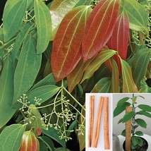 PWO 15+ Seeds Cinnamon Spice Plant  House Plant  Garden Flowers - £4.77 GBP