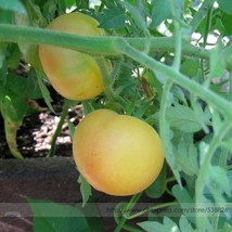 Wapsipinicon Peach&#39; Organic Heirloom Tomato Seeds 100 Seeds Unusual Cream Yellow - £6.30 GBP