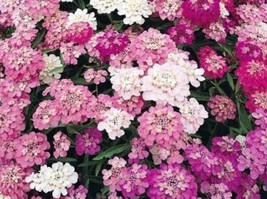 Candytuft Mixed Colors 100 Fresh Seeds  White/Pink/Purple From US - £5.96 GBP