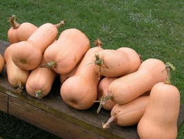 US Seller Squash Waltham Butternut 30 Seeds New Fresh Seeds - £9.37 GBP