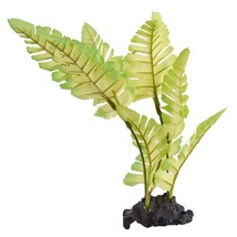 Painted Fern - £7.48 GBP