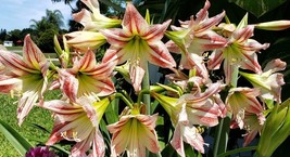 White &amp; Red Stripe Amaryllis Bulb (1 Count Large Bulb) Stunning Bloom - £7.90 GBP