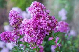 New Fresh Seeds 20 Royal Velvet Cape Myrtle Seeds Tree Flower Perennial Flower S - £5.99 GBP