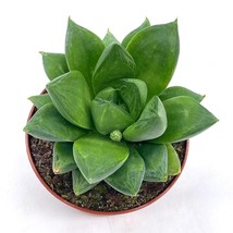 Haworthia cymbiformis, Cathedral Widow, Rare Haworthia, 3 inch Pot, Well Rooted - £8.65 GBP