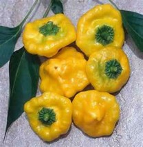 US Seller Hot Yellow Mushroom Pepper Seeds Fresh Seeds - $19.96