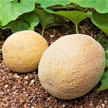 USA SELLER Honey Rock Cantaloupe Sweet Orange Muskmelon Melon Fruit Free Shippin - £9.22 GBP