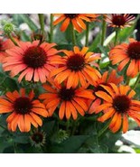 50 Orange Skipper Coneflower Seeds Echinacea Perennial Flowers Flower US... - $9.98
