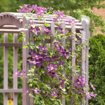 Jackmanii Clematis 20 seeds - $9.98