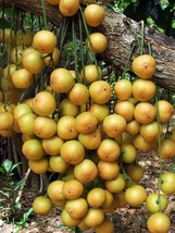 Baccaurea ramiflora Burmese grape 10 Seeds ThailandMrk - $5.00