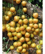 Baccaurea ramiflora Burmese grape 10 Seeds ThailandMrk - £3.90 GBP