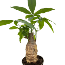 Money Tree &#39;Guiana Chestnut&#39; Pachira Stump-6&quot; Pot - $891.43 MXN