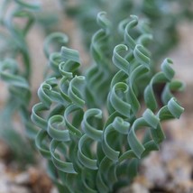 10 Albuca concordiana seeds for Garden - £12.86 GBP