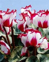 New Light Pink Plicated Cyclamen with Red Edge Flower, 5 Seeds D - $10.35