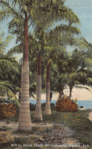 Cocoanut Grove Florida~Royal Palm TREES~1910s Postcard - £4.87 GBP