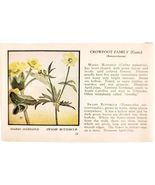 Marigold Buttercup Wild Flower 1932 Antique Color Plate Print Irving Law... - €21,41 EUR