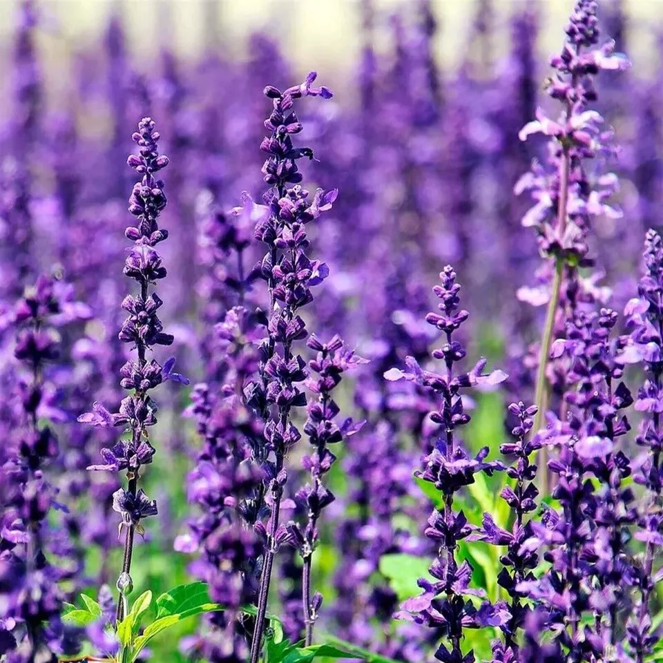 CLK 25,002 Lavender Seeds For Planting Common English Non GMO USA Herb Seeds - £6.98 GBP