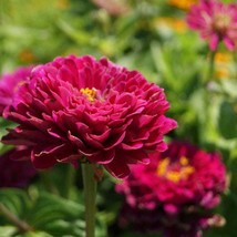 Fresh Seeds Purple Zinnia Seeds Zinnia Elegans Purple Prince Flower Seed 2000 Se - $19.98