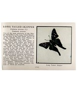 Long Tailed Skipper Butterfly Print 1934 America Antique Insect Art PCBG14A - €17,17 EUR Long Tailed Skipper Butterfly Print 1934 America Antique Insect Art PCBG14A - €17,17 EUR