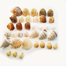 35 Hermit Crab Shells Assorted Seashells 1/2&quot;-2&quot; Size Opening 1/4&quot; - 1&quot; ... - $22.67